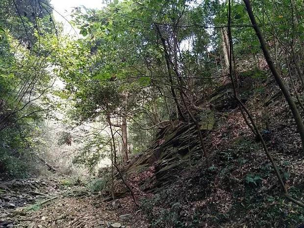 伯斯森林逃生
