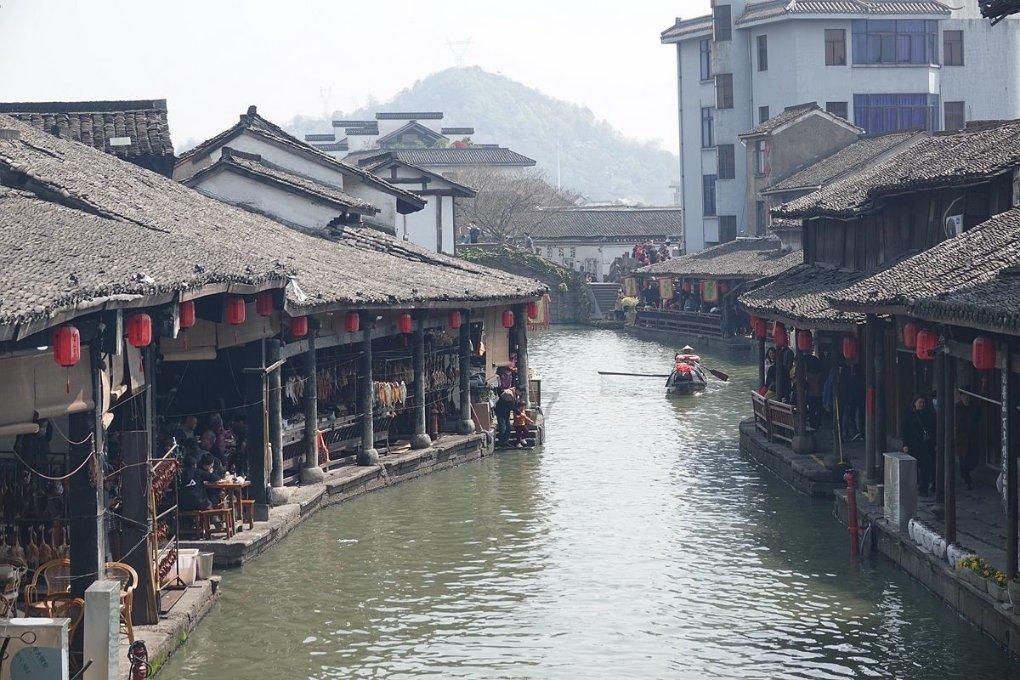 焦裕禄亲手种植的泡桐树